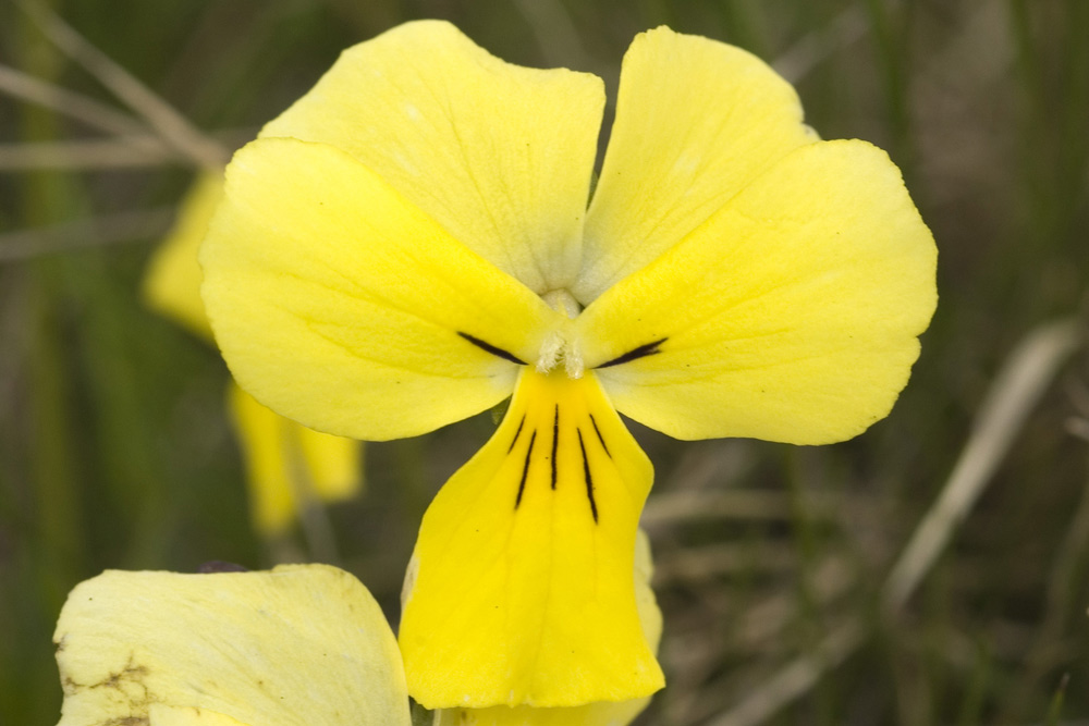 Viola calcarata/Viola con sperone
